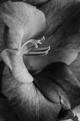 Astonishing black and white gladiolus flower filling the frame