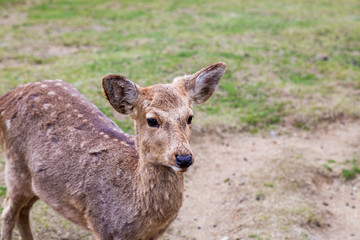 Naklejka na ściany i meble Cute deer in the Nara Prefecture, Kansai region, Japan.