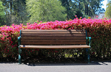 Park bench seat with a wall of beautiful red flowers behind it.