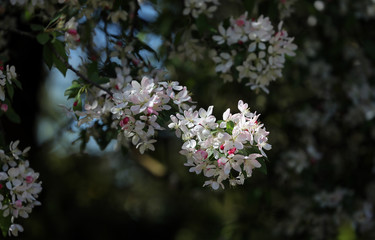 Beautiful sprig of blossom caught in close-up in the morning light.