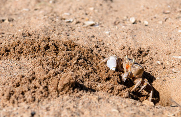 Crab on the beach of the Red Sea
