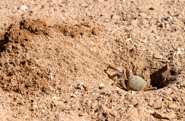 Crab on the beach of the Red Sea