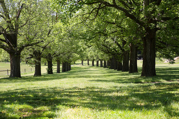 Beautiful avenue of mature oak trees in Coldstream, Australia.