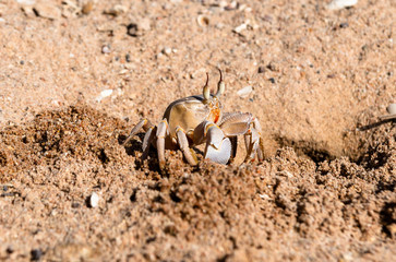 Crab on the beach of the Red Sea