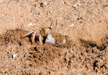 Crab on the beach of the Red Sea