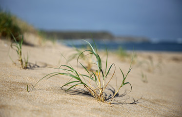 Macro shot of a beach with a tuft of grass growing in the sand dunes.