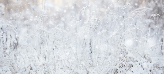 winter landscape grass snow frost, christmas white photo on the nature covered with snow