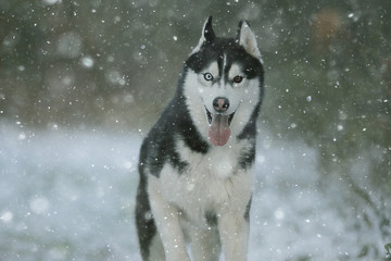 wolf in winter forest, wild northern nature, landscape with animal