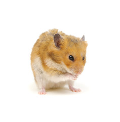 Hamster isolated on white