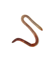 worm isolated on white background