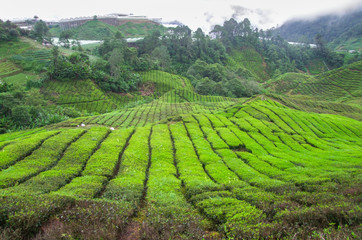 Tea plantation in Malaysia