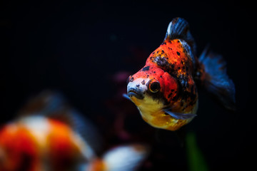 Oranda gold fish in the aquarium tank. Red fish swimming around the aquarium.