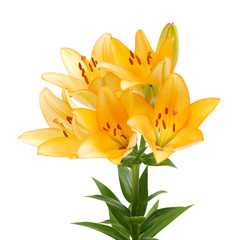  lilies on a white background