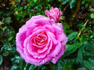 Dark pink rose with water drops.