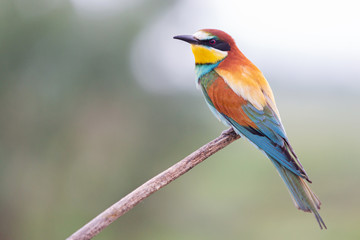 bee-eater on a branch with color plumage