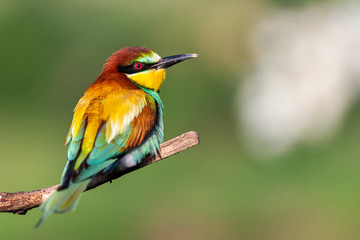 bird of paradise with color plumage on a spring morning