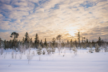 Sunset in the cloudy sky. Winter in the forest in the north. Landscape in the winter evening.