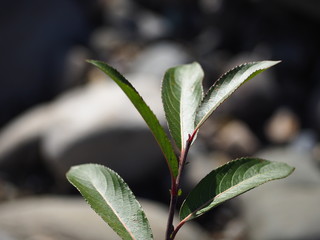 深緑の葉っぱの写真