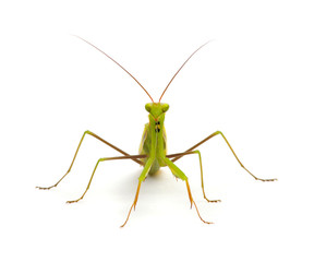 European Mantis isolated on white