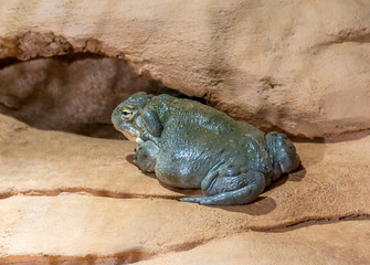 Fototapeta premium Colorado River toad