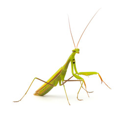 Praying mantis isolated on white