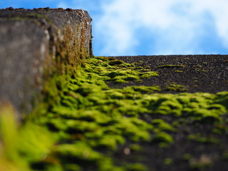 コケと青空の写真