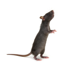 Rat standing on hind legs on white