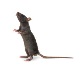 Rat standing on hind legs on white