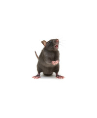 funny rat isolated on white