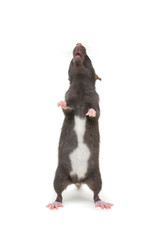 Rat standing on hind legs on white