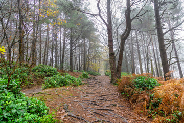 Fototapeta premium Path through a woodland with tree roots and mist through the trees in Autumn in the UK