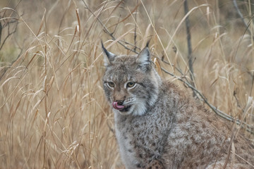 Hungry norwegian lynx