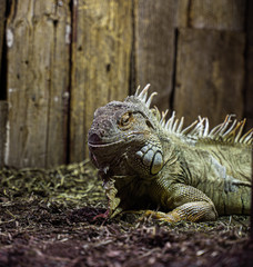 green iguana