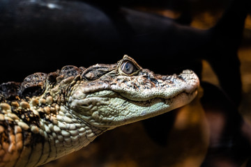 Fototapeta premium close up of a crocodile
