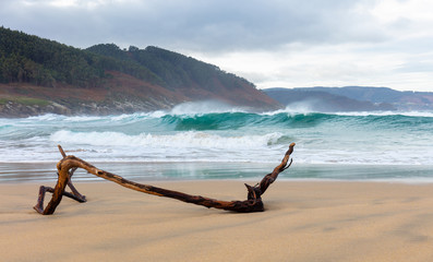 Obrazy na Szkle  Duża ciężka gałąź leży zimą na bezludnej plaży na galicyjskim wybrzeżu Atlantyku w północnej Hiszpanii. Jest pochmurno, wietrznie i fale się przewracają. Klimatyczna samotność.