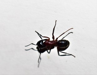 ant on black background