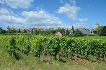 Fototapeta na wymiar Weinort Zellenberg nahe Riquewihr in Grand Est region(vormals Elsass),Frankreich