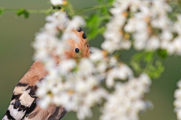 hoopoe sings hiding in white colors