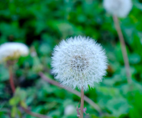 dandelion on green background