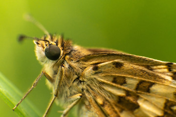 brown moth closeup
