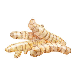 Watercolor roots of turmeric or ginger.