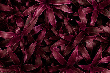Naklejka na ściany i meble The concept of leaves with red leaves, abstract, tropical leaves, natural background