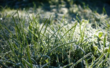 closeup of frozen winter meadow