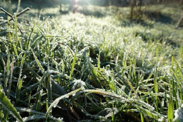 closeup of frozen winter meadow