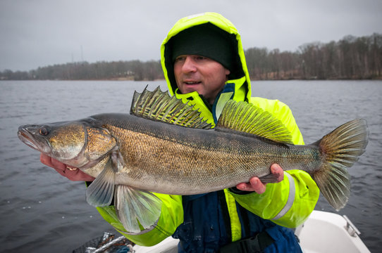 Angler with huge winter zander
