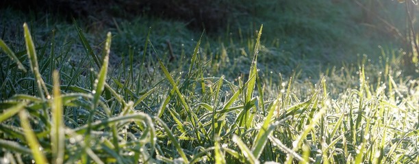closeup of frozen winter meadow