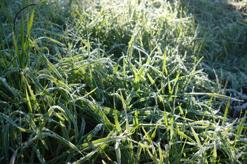 Fototapeta na wymiar closeup of frozen winter meadow