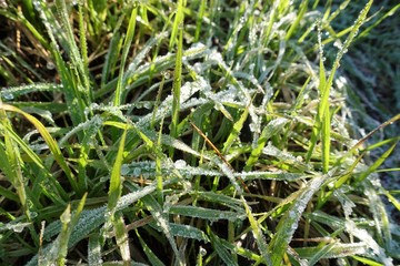 closeup of frozen winter meadow