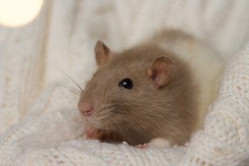 beige rat sits on a beige plaid, background with texture