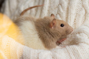 beige rat sits on a beige plaid, background with texture